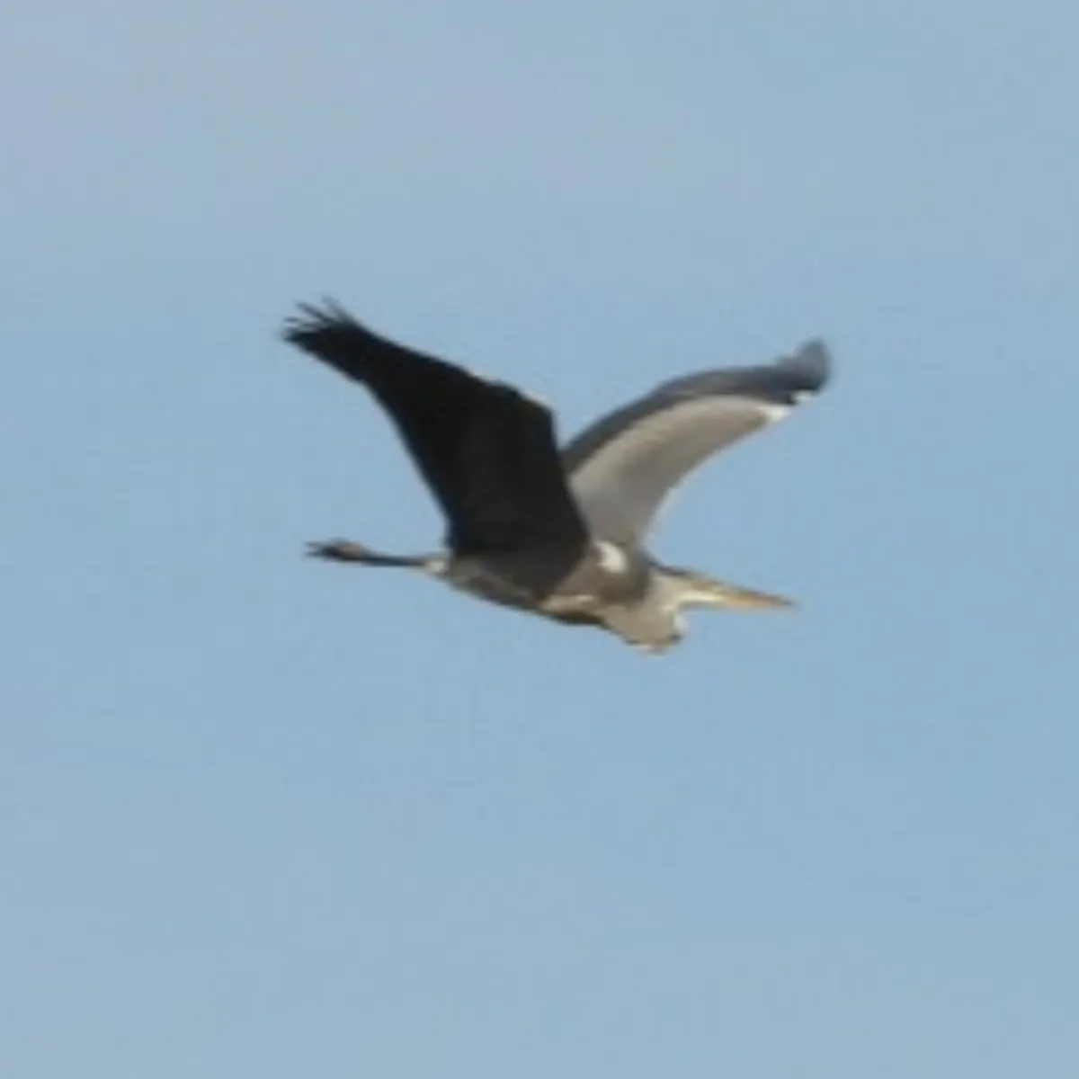 Spotted Gray Heron