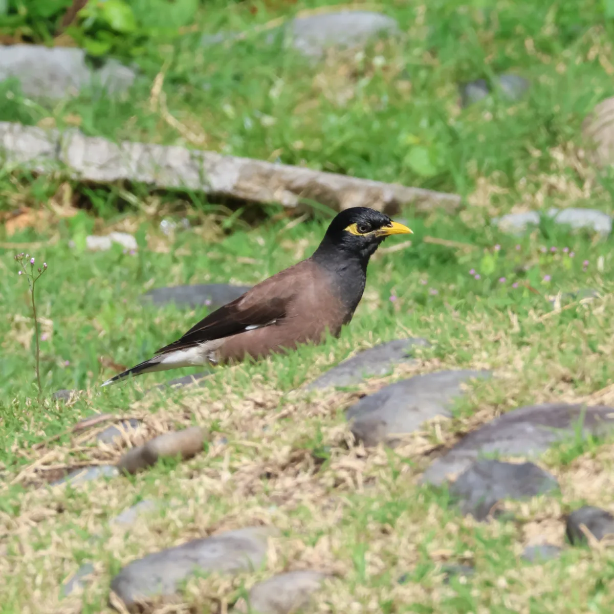 Spotted Common Myna
