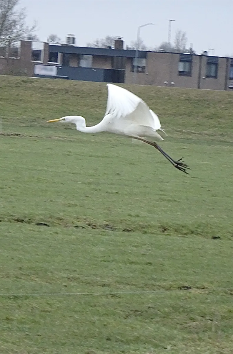 Gespotte Grote zilverreiger