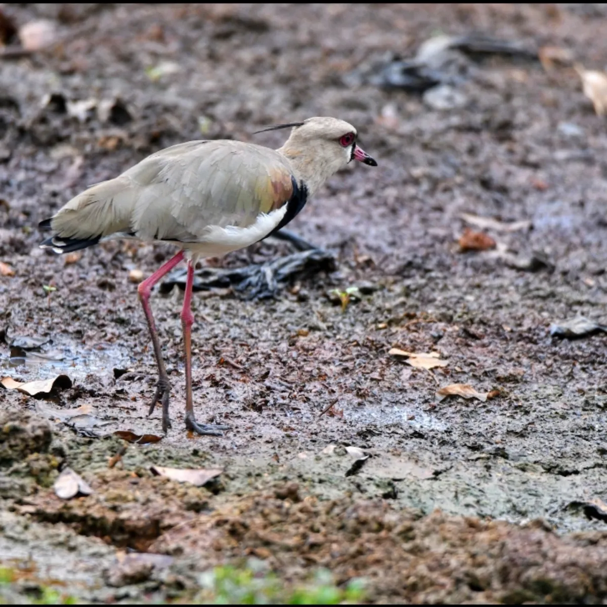 Spotted Southern Lapwing