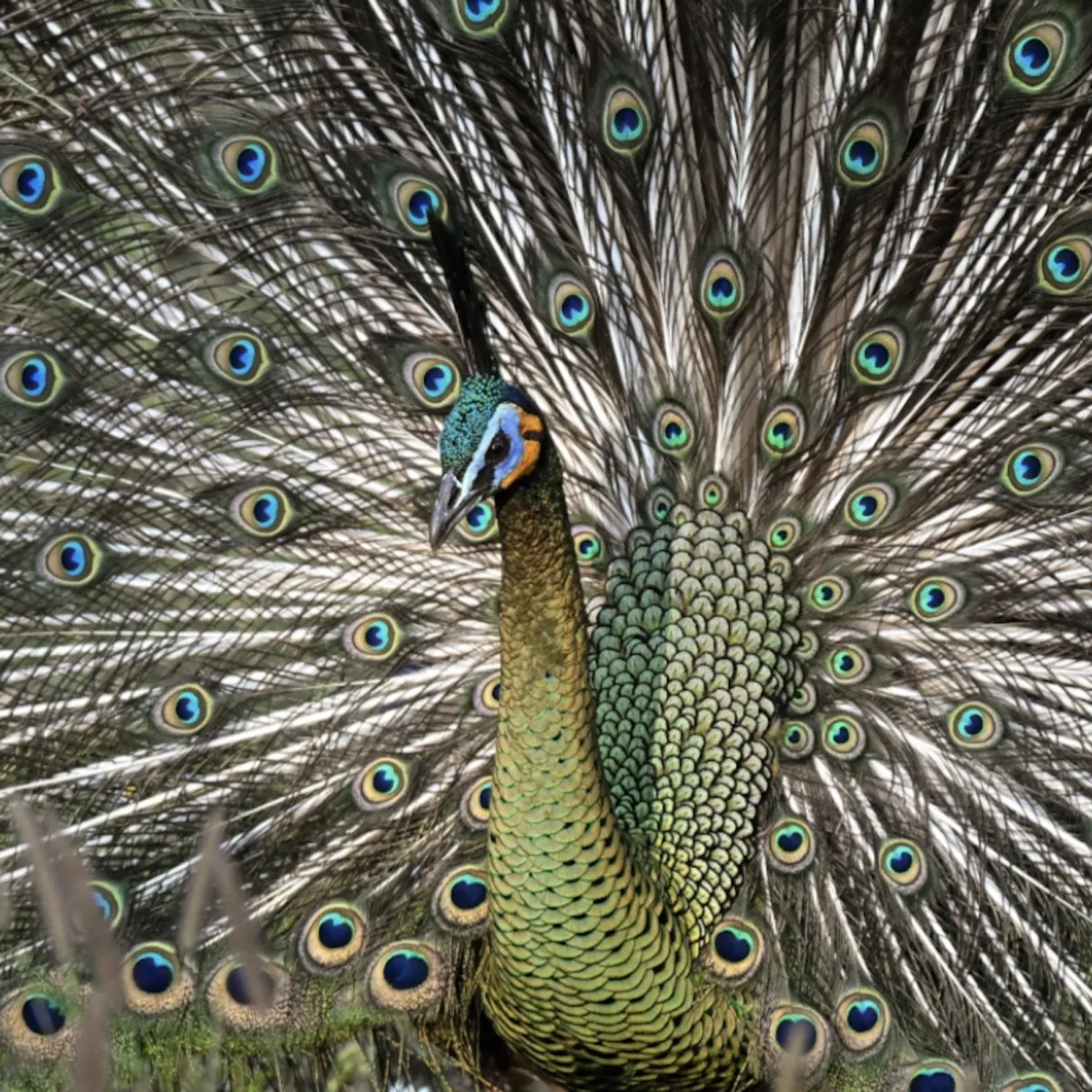 Spotted Green Peafowl