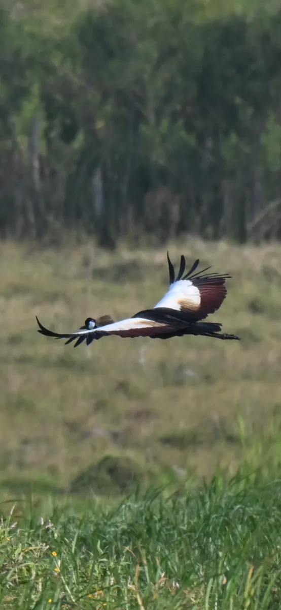 Waargenomen Grijze kroonkraanvogel