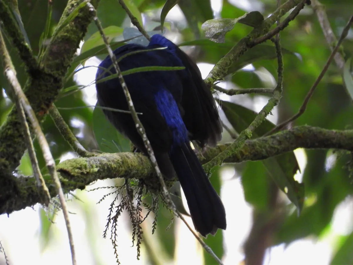 Spotted Large Niltava