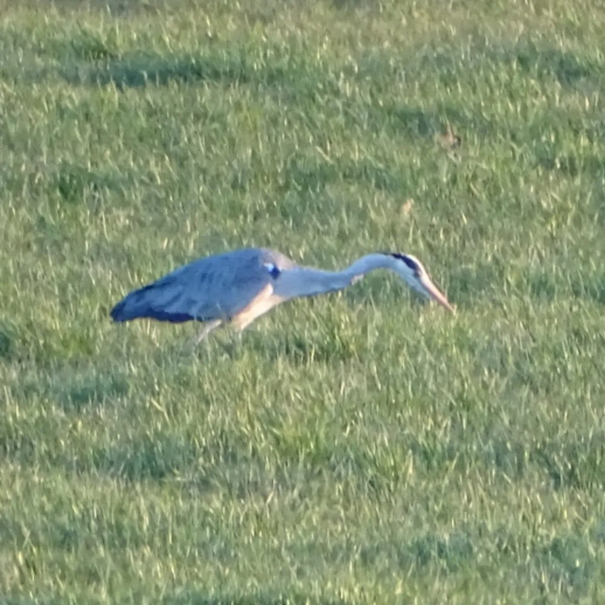 Spotted Gray Heron