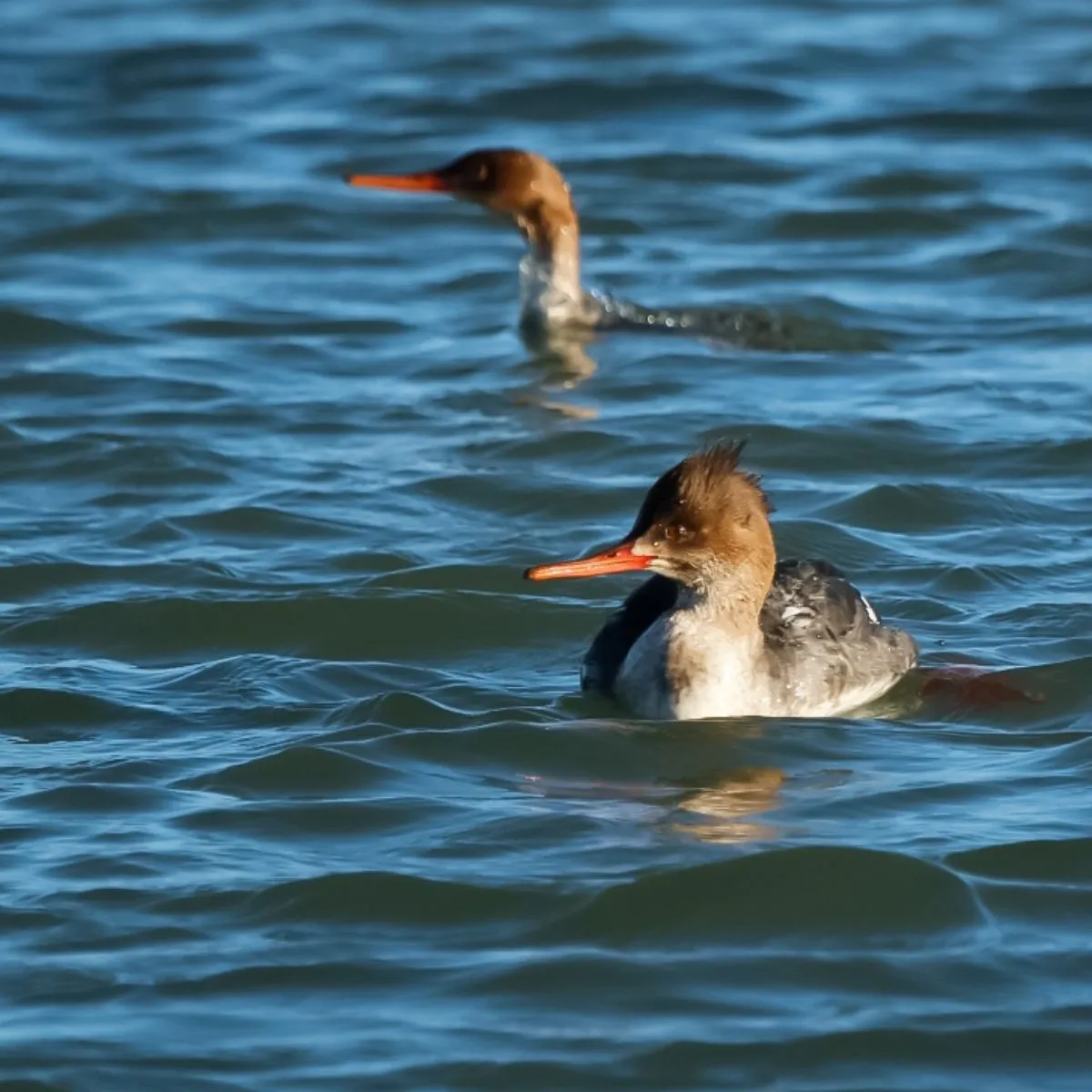 Spotted Red-breasted Merganser