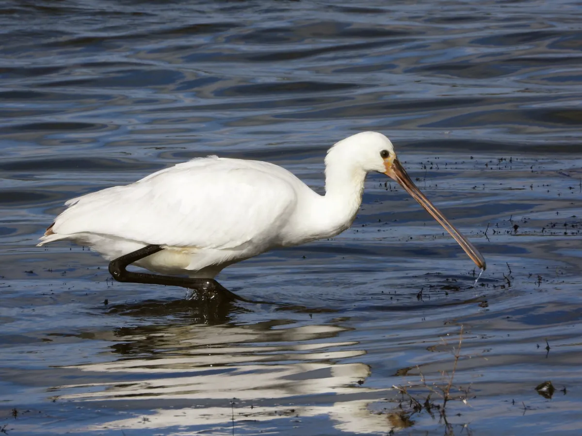 Spotted Eurasian Spoonbill