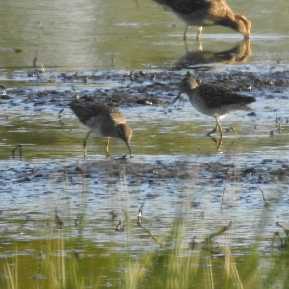 Spotted Wood Sandpiper