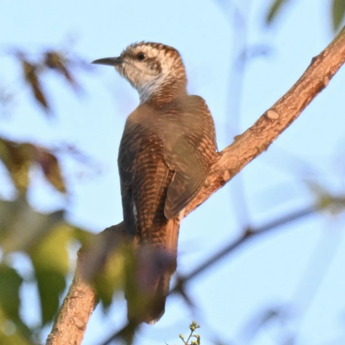 Spotted Banded Bay Cuckoo