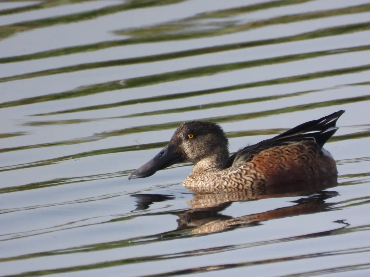 Spotted Northern Shoveler