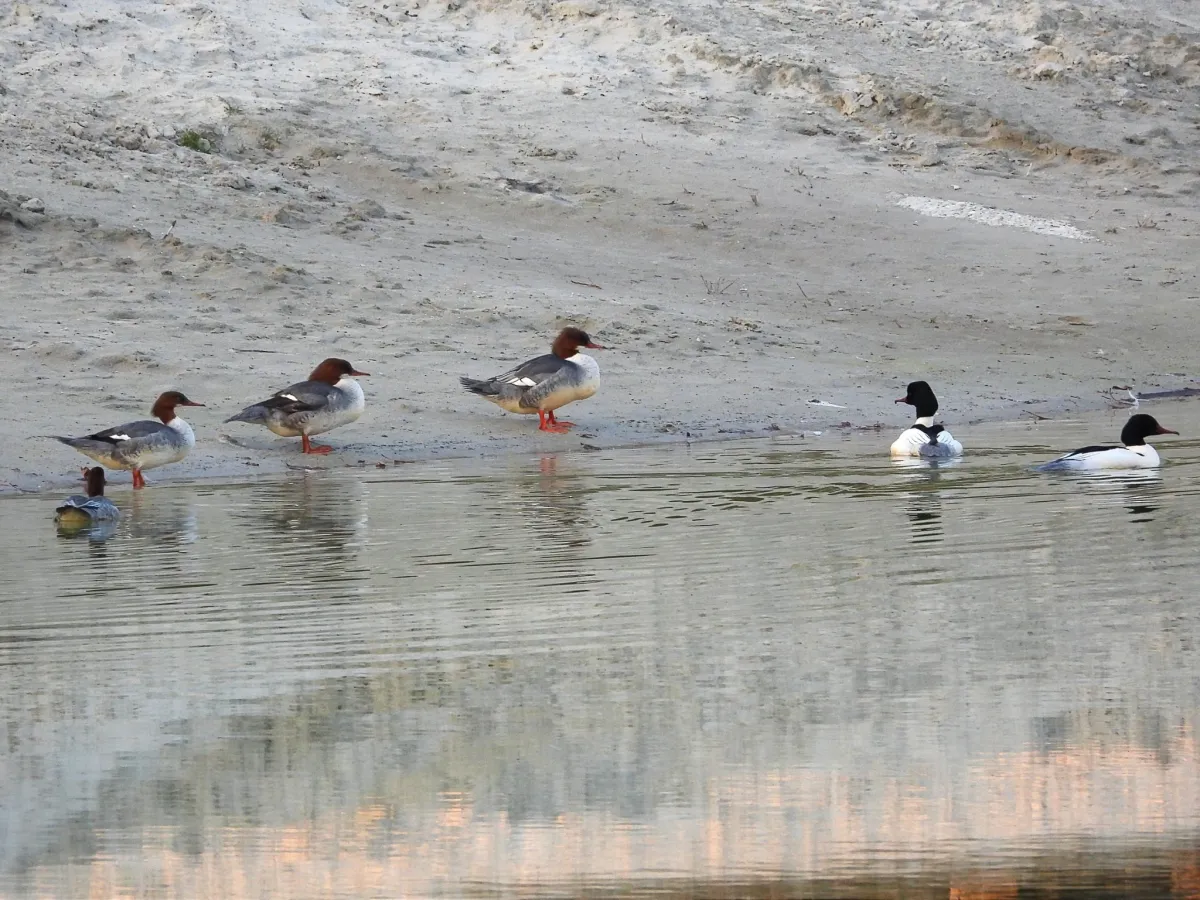 Gespotte Grote zaagbek