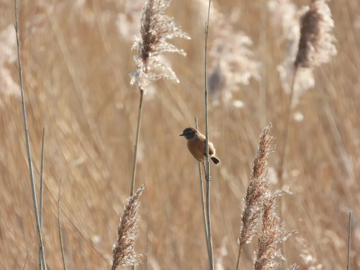 Gespotte Roodborsttapuit