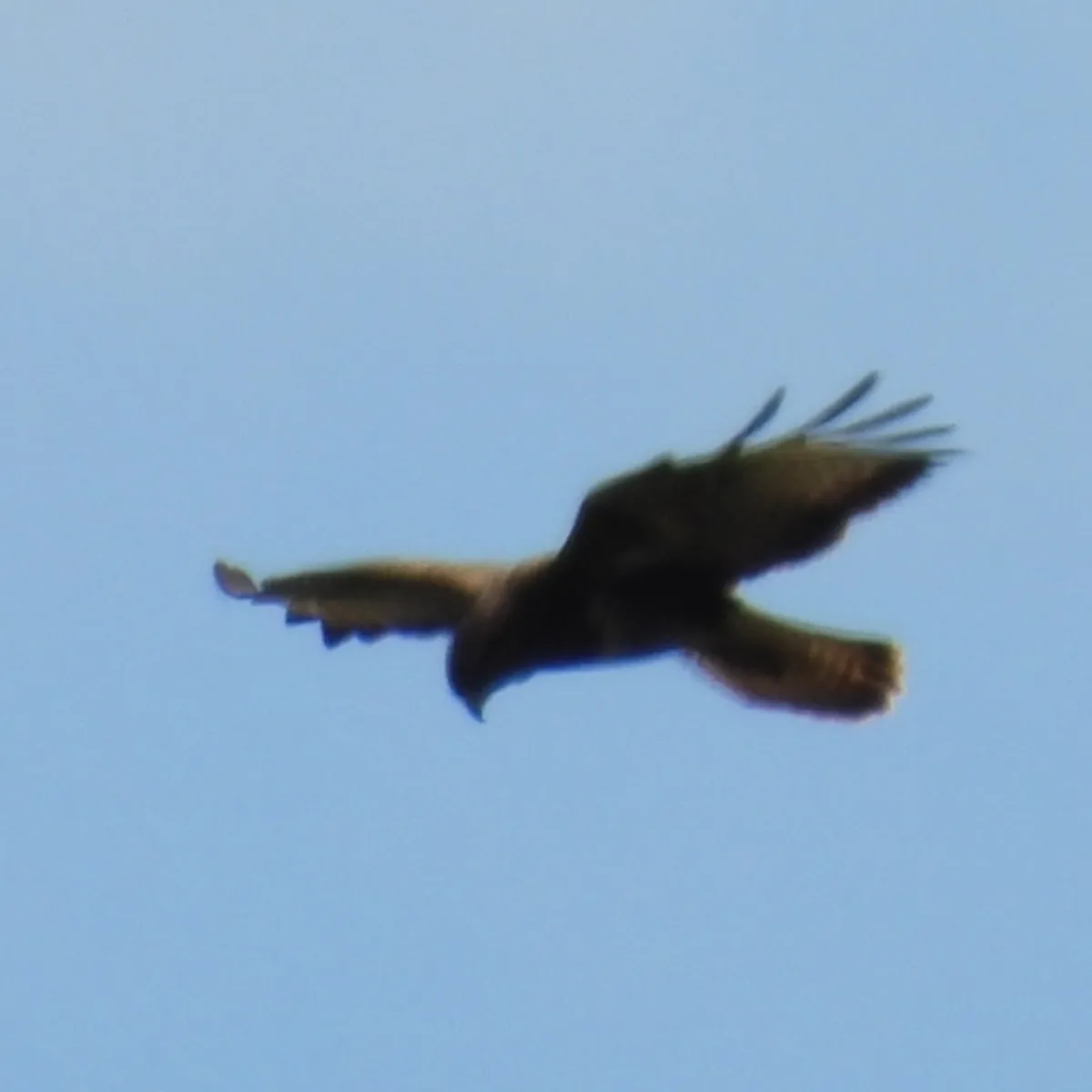 Spotted Common Buzzard