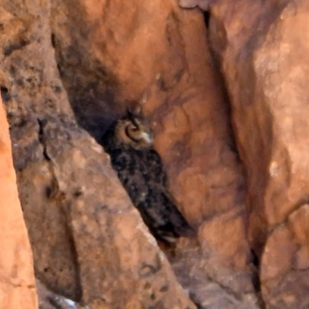 Spotted Pharaoh Eagle-Owl