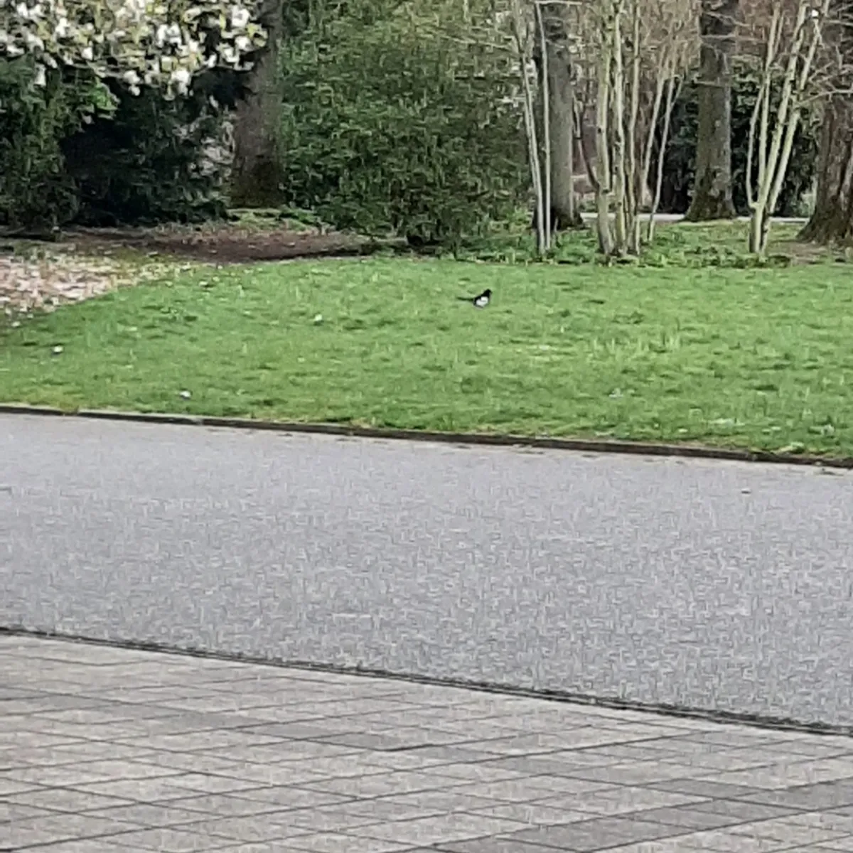 Spotted Eurasian Magpie