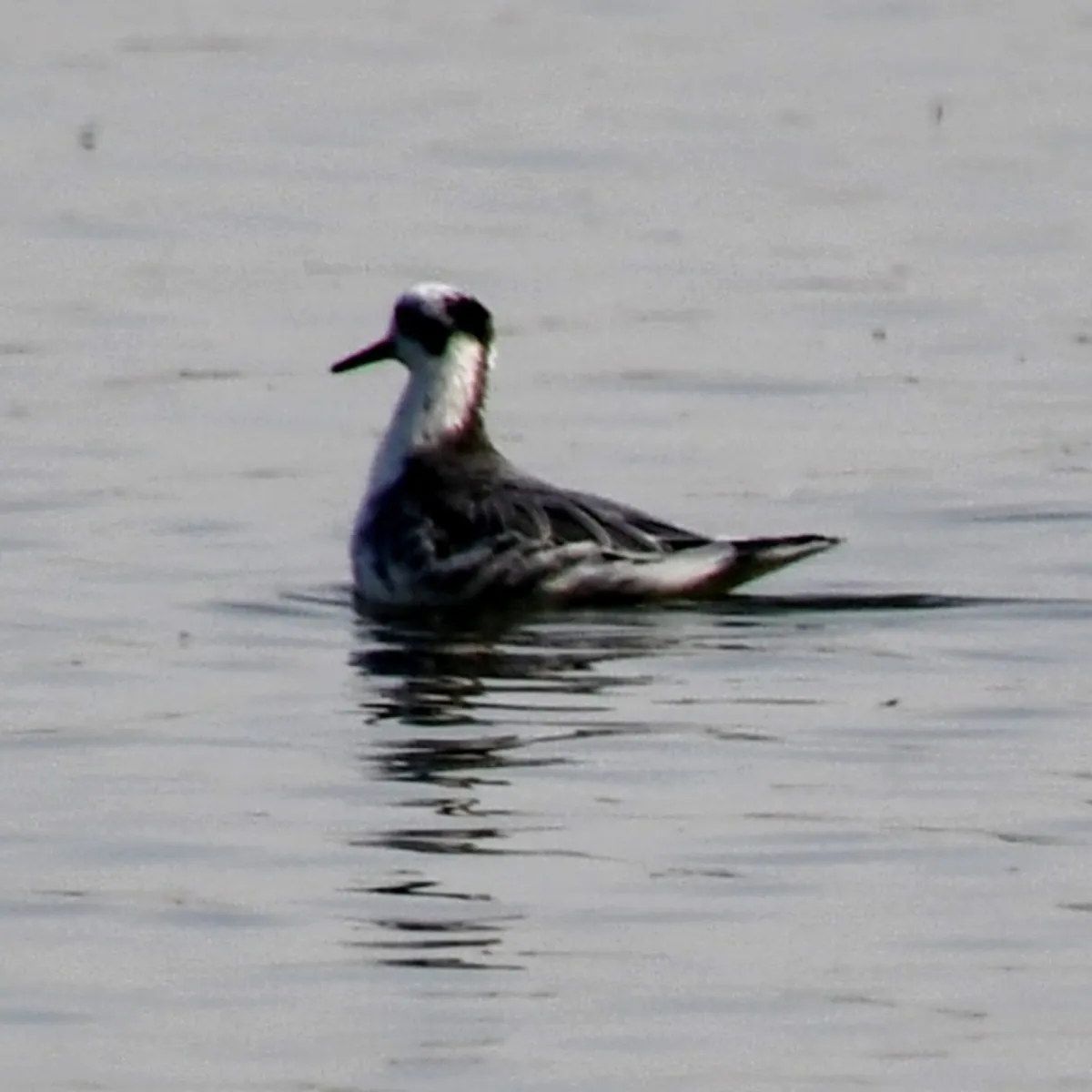 Spotted Red Phalarope