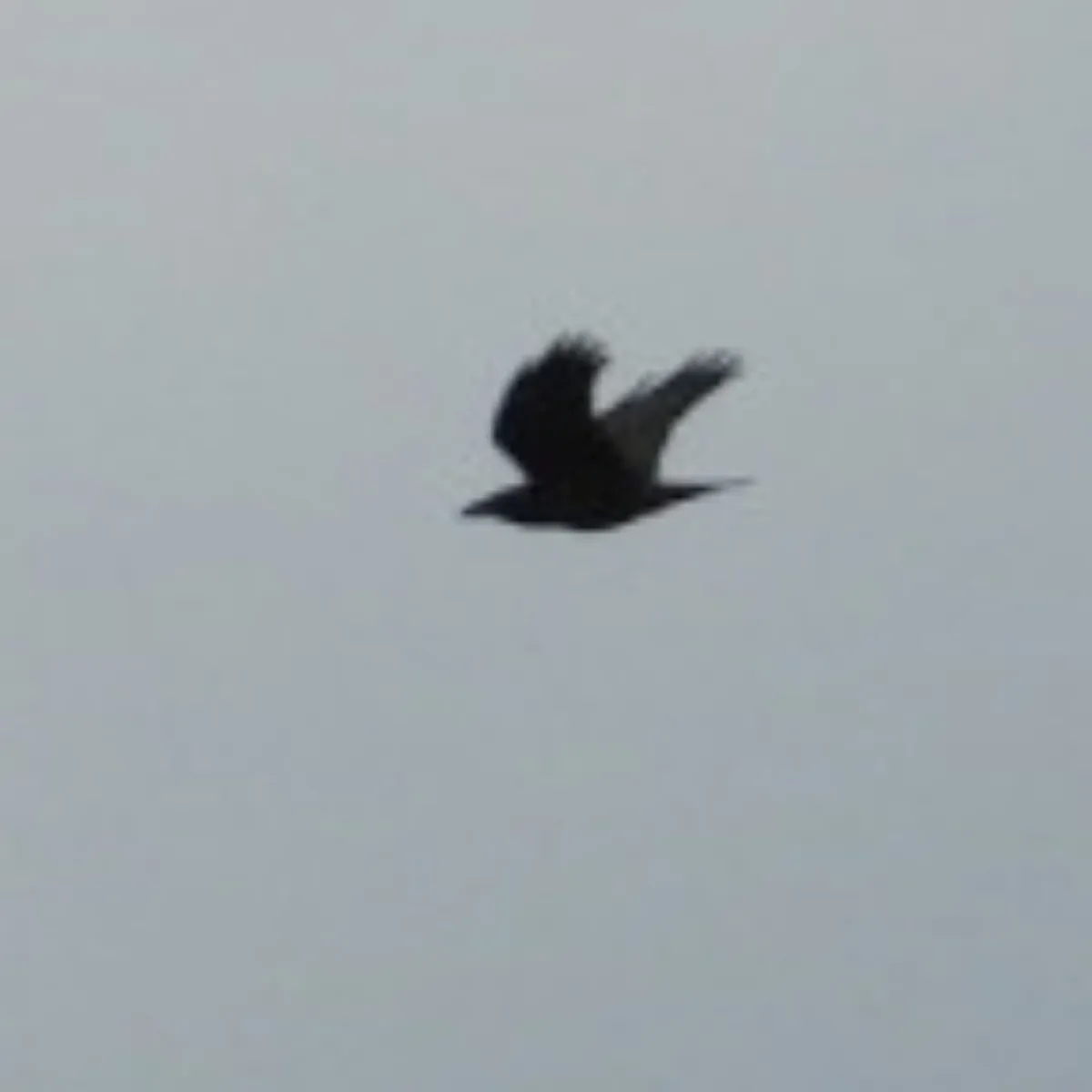 Spotted Common Raven