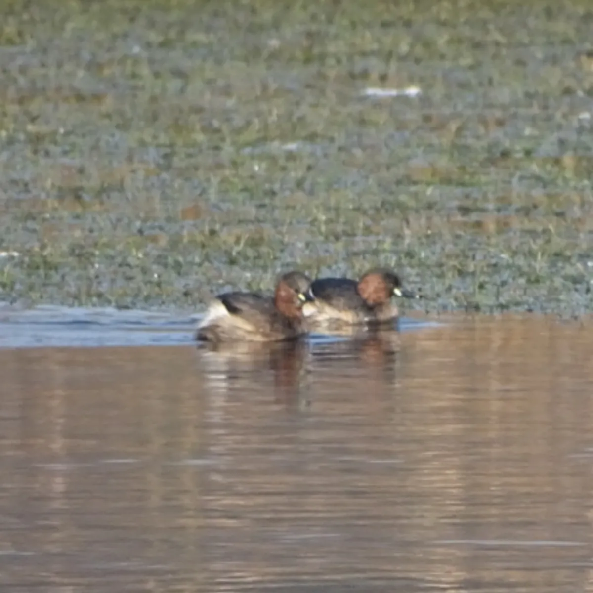 Spotted Little Grebe
