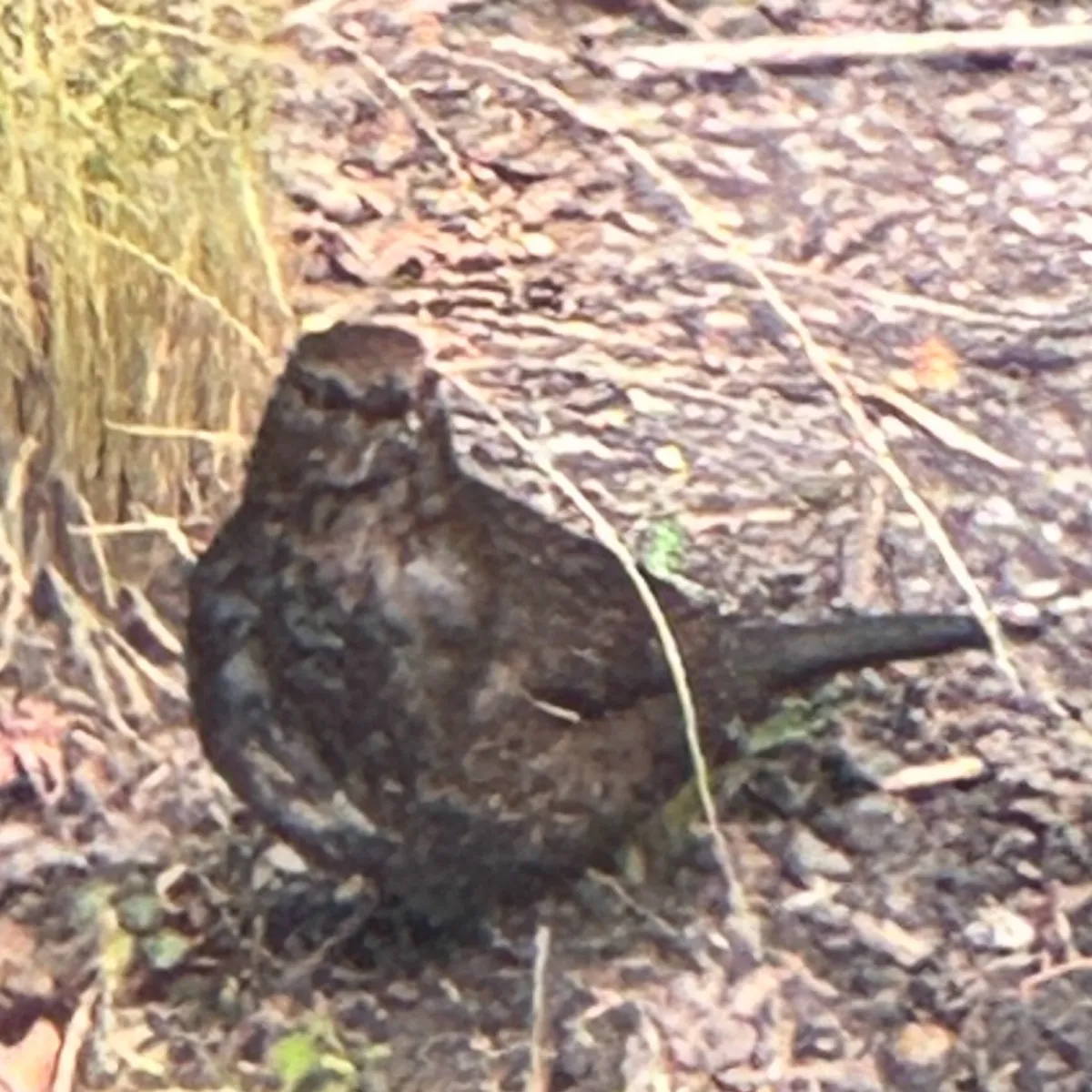 Spotted Eurasian Blackbird