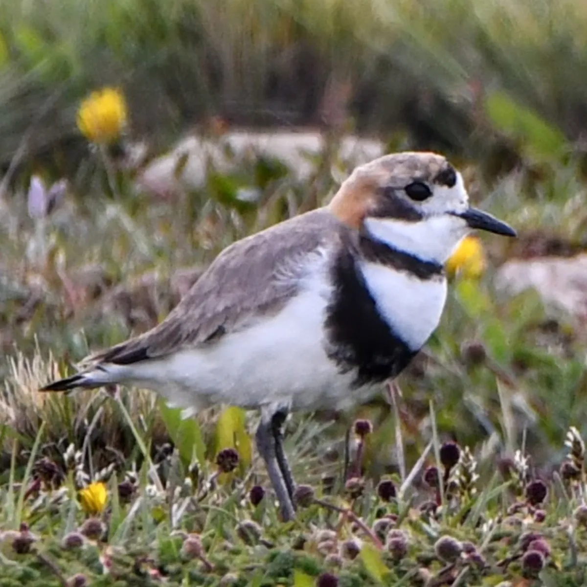 Spotted Two-banded Plover