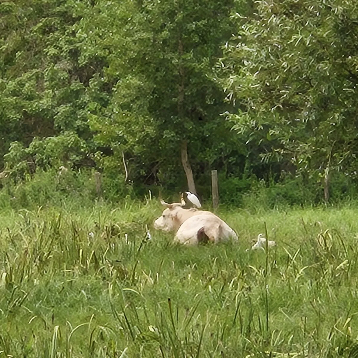 Waargenomen Westelijke koereiger