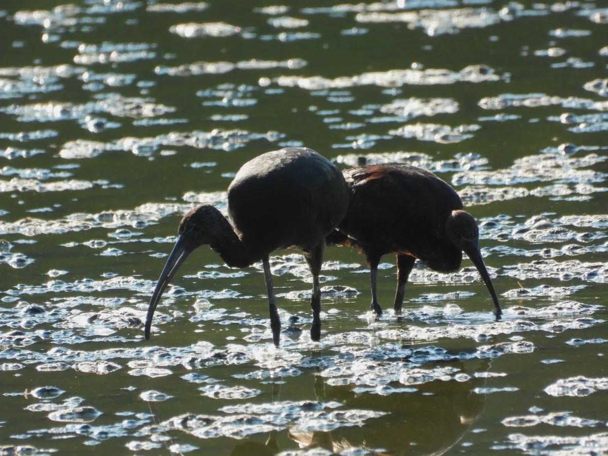 Spotted Glossy Ibis