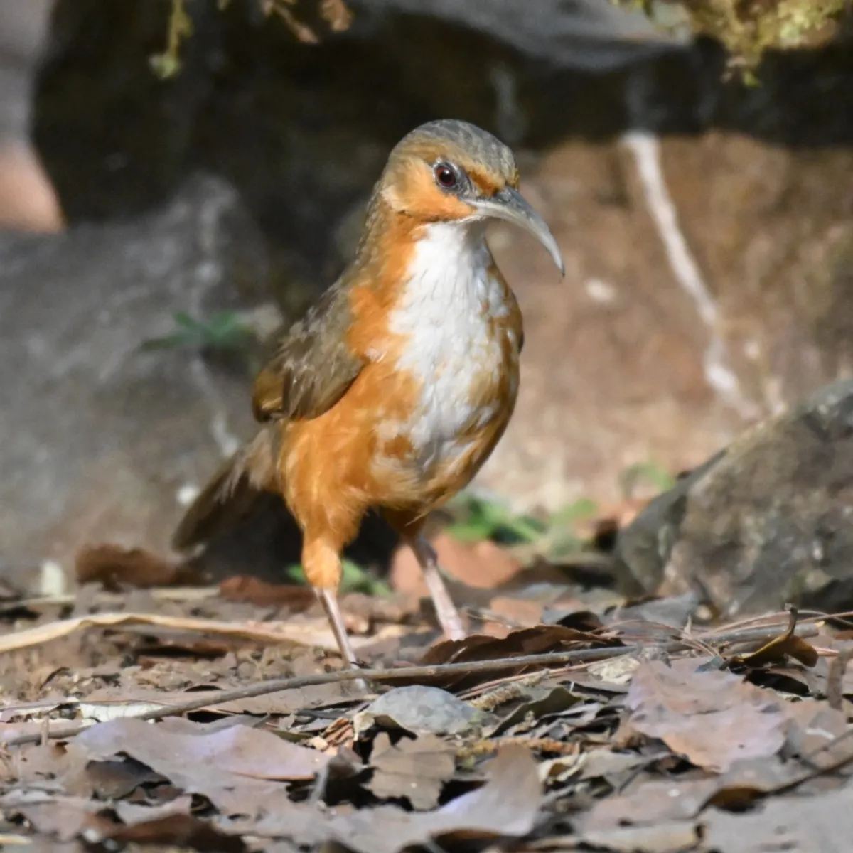 Spotted Red-eyed Scimitar-Babbler
