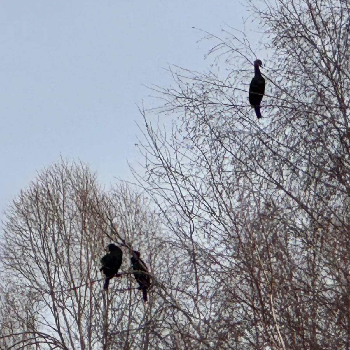 Gespotte Aalscholver