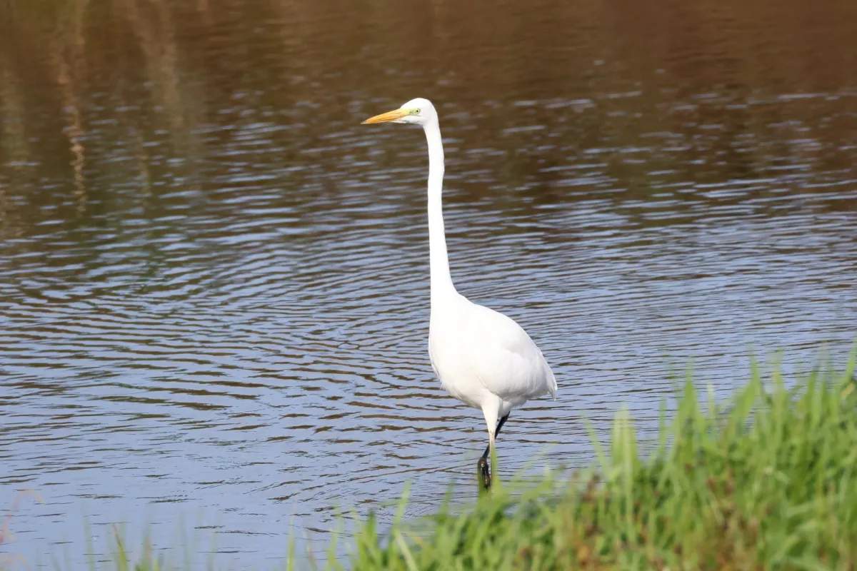 Waargenomen Grote zilverreiger