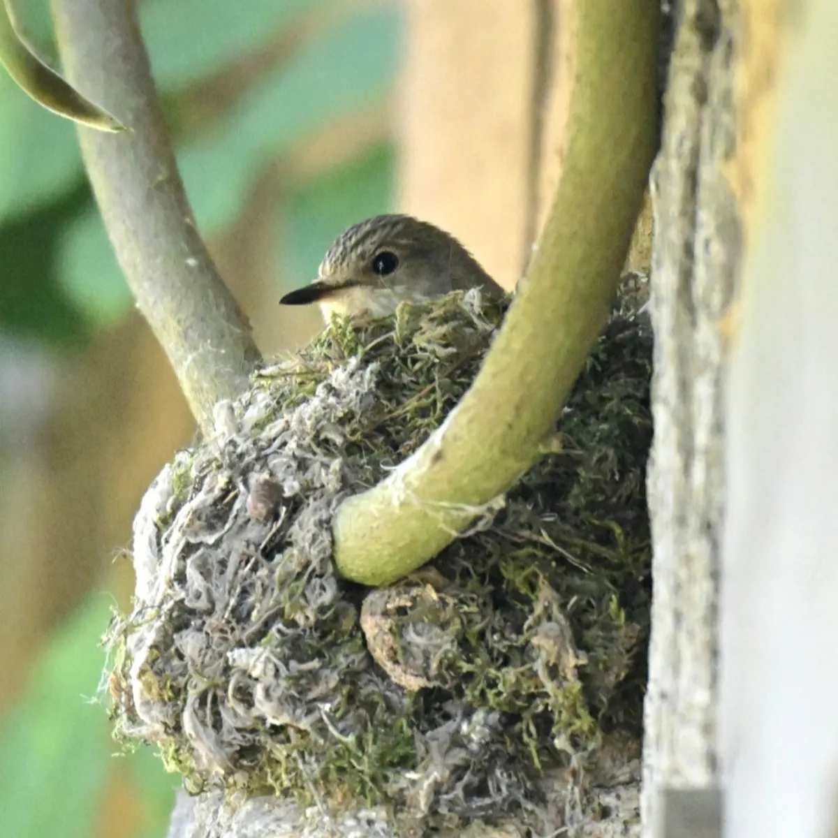 Spotted Spotted Flycatcher