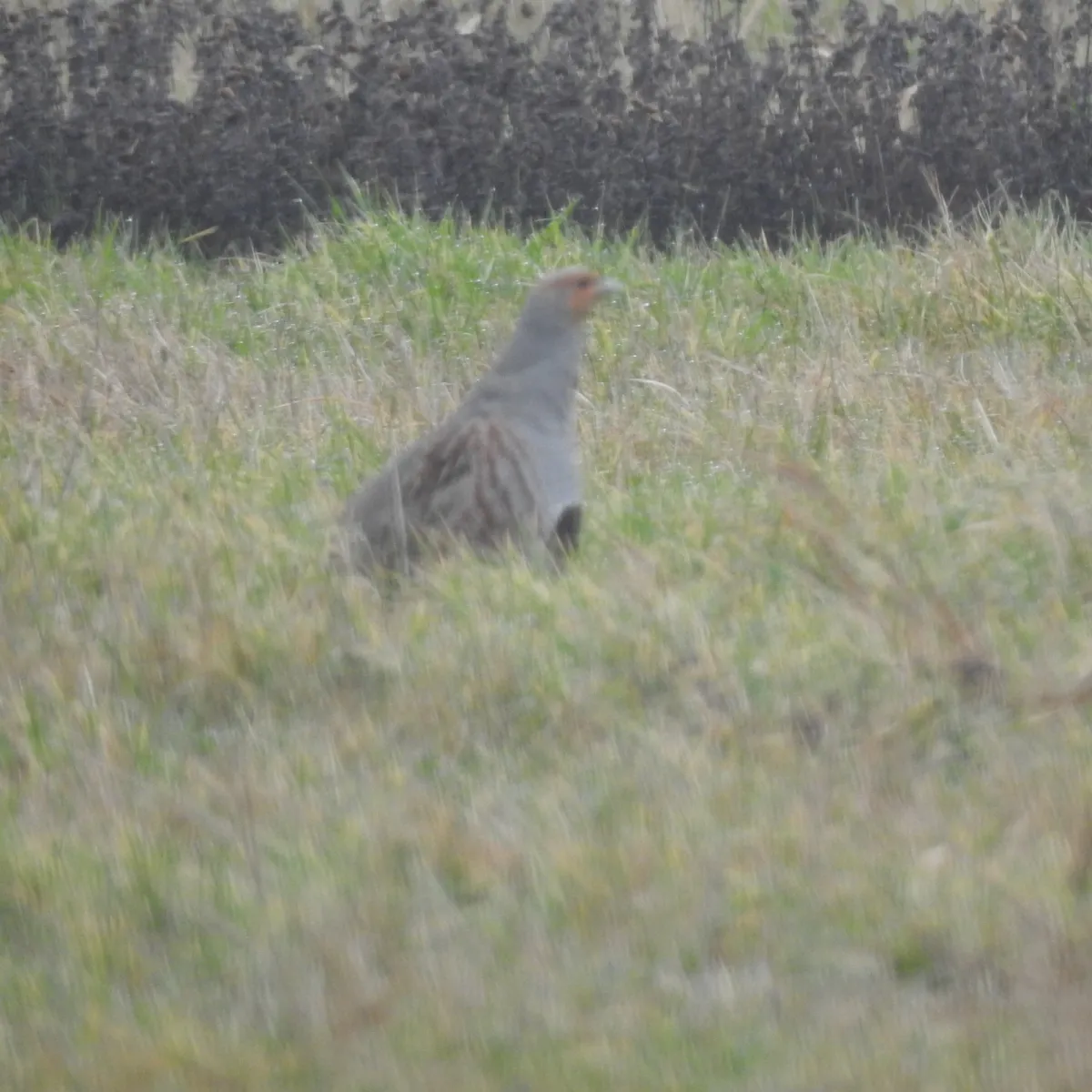 Spotted Gray Partridge