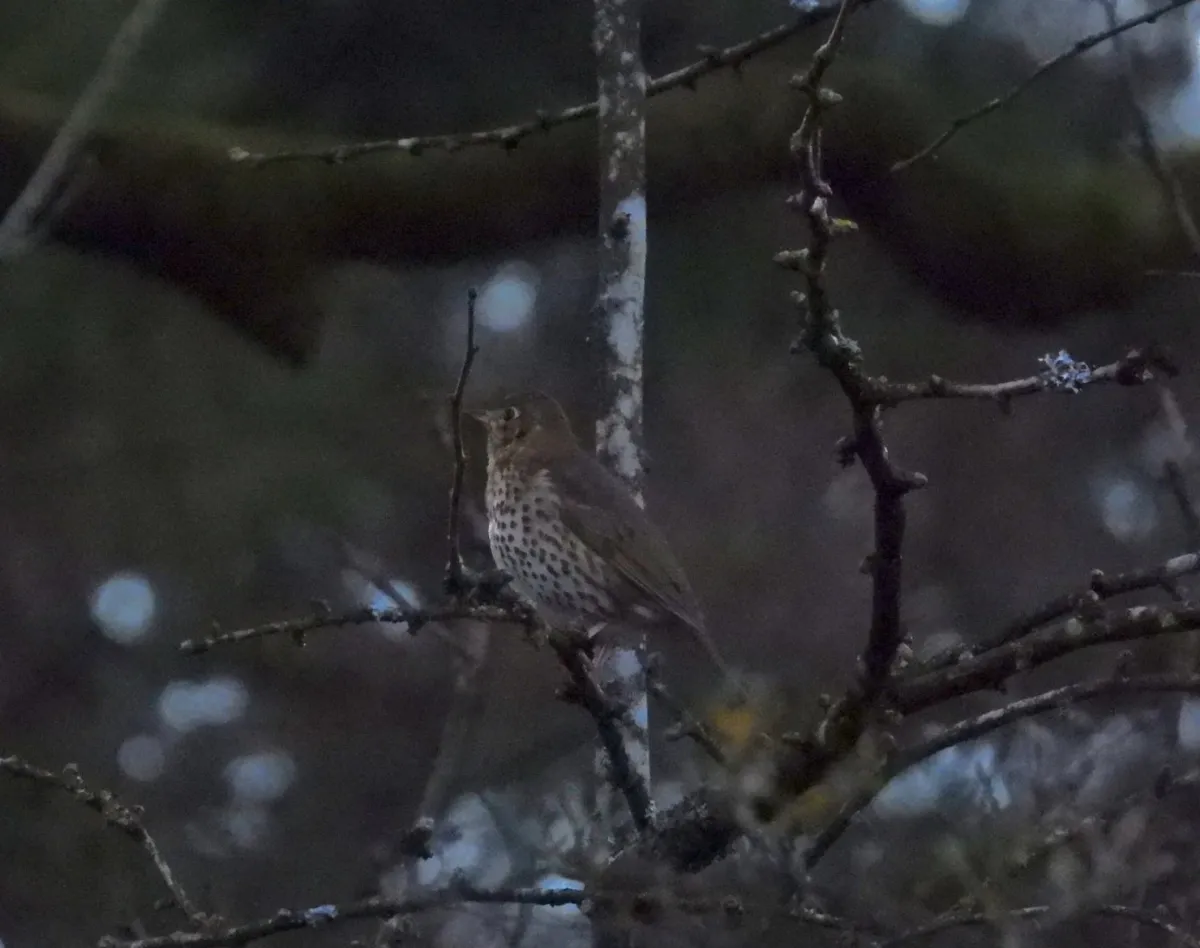 Gespotte Zanglijster