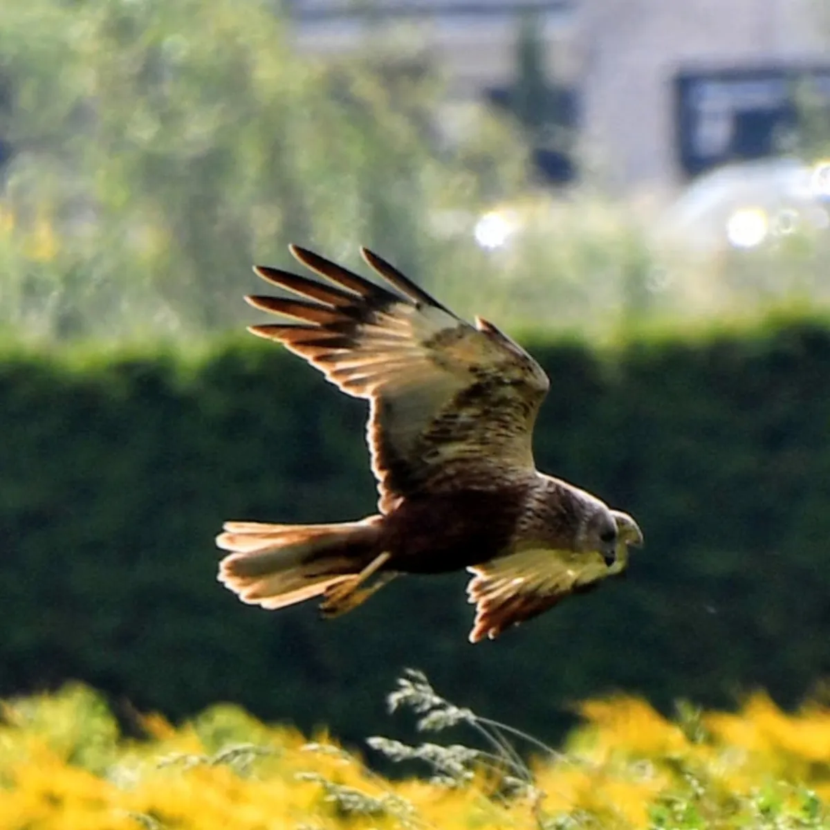 Spotted Western Marsh Harrier
