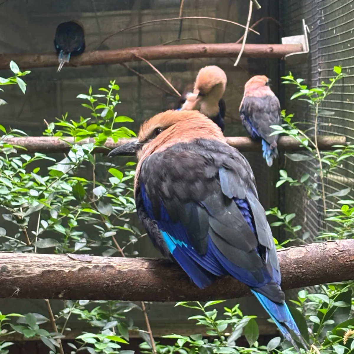 Spotted Blue-bellied Roller