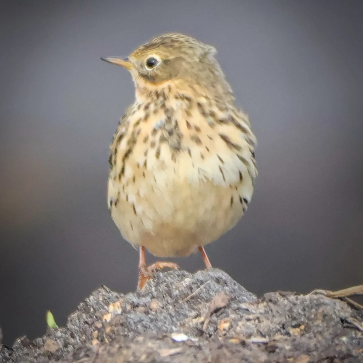 Spotted Meadow Pipit