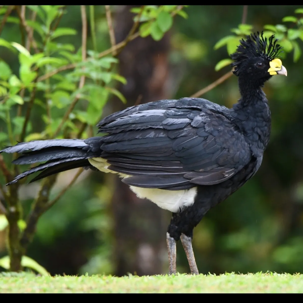 Gespotte Bruine hokko