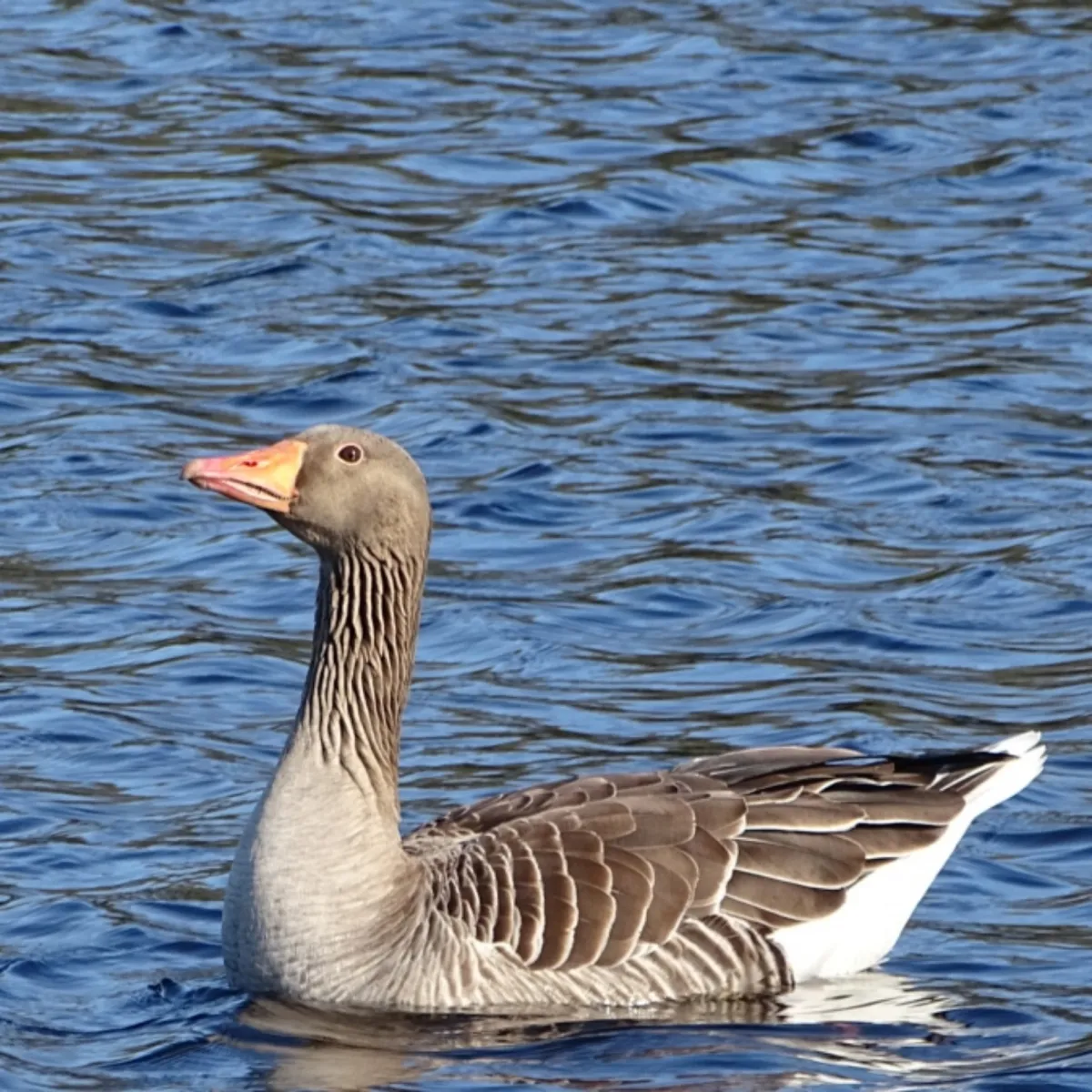 Gespotte Grauwe gans