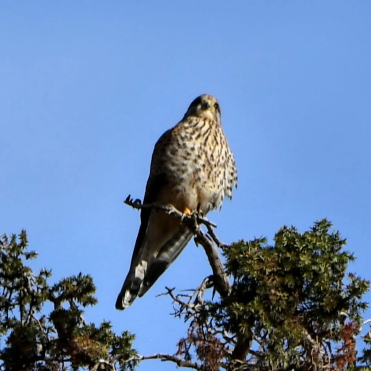 Gespotte Kleine torenvalk