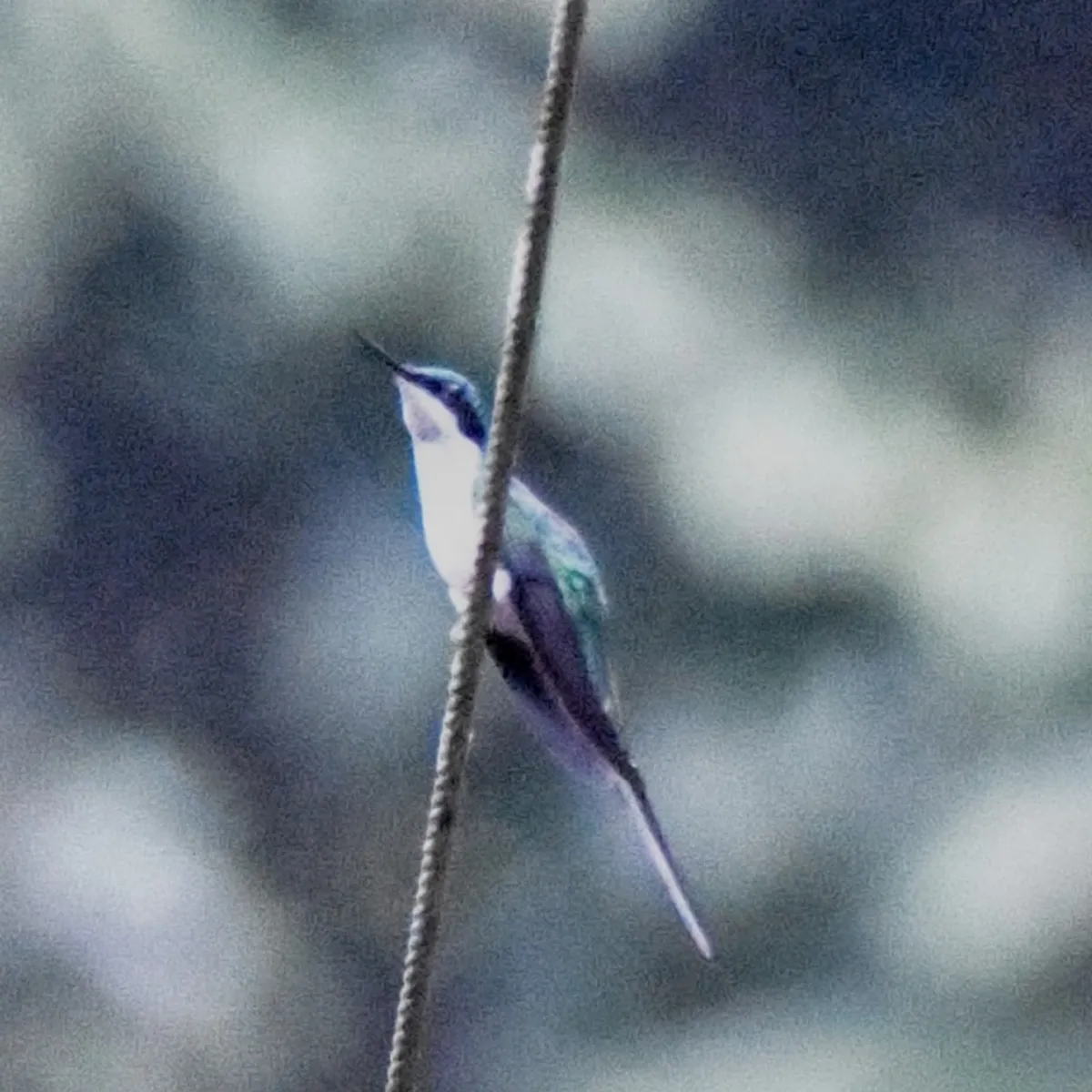 Spotted Black-eared Fairy
