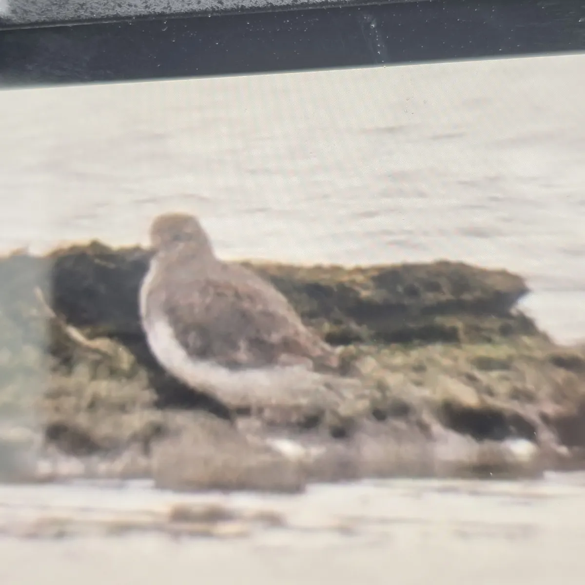 Gespotte Temmincks strandloper