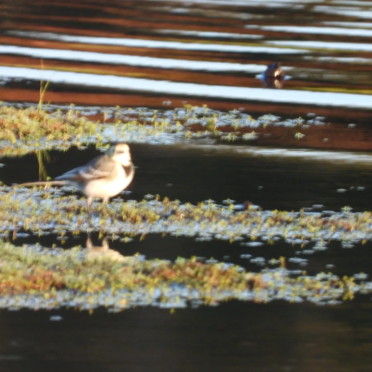 Spotted White Wagtail