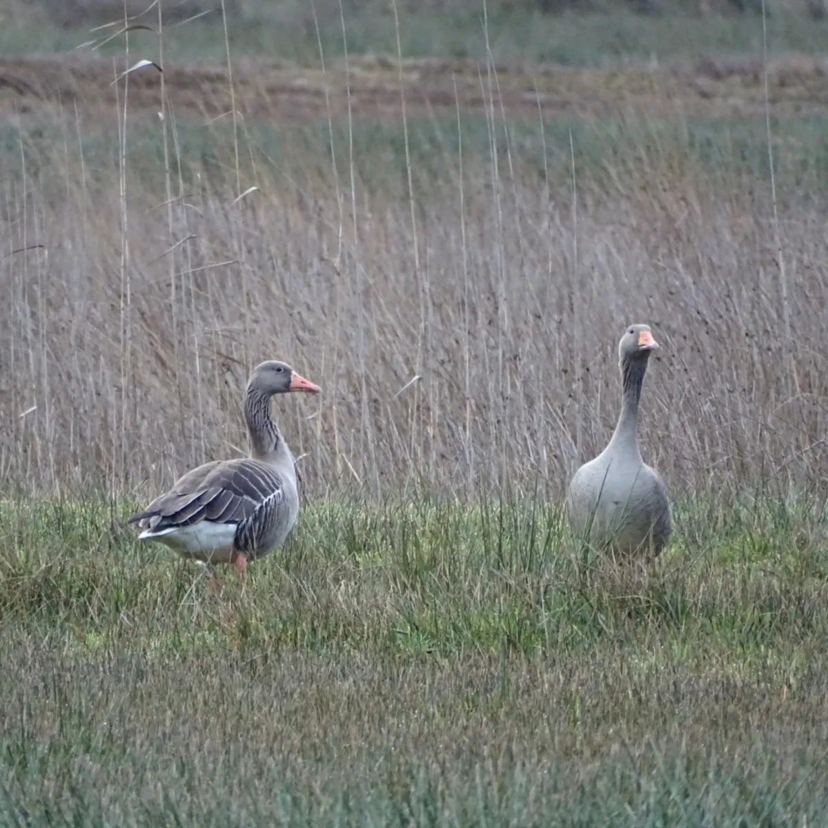 Gespotte Grauwe gans