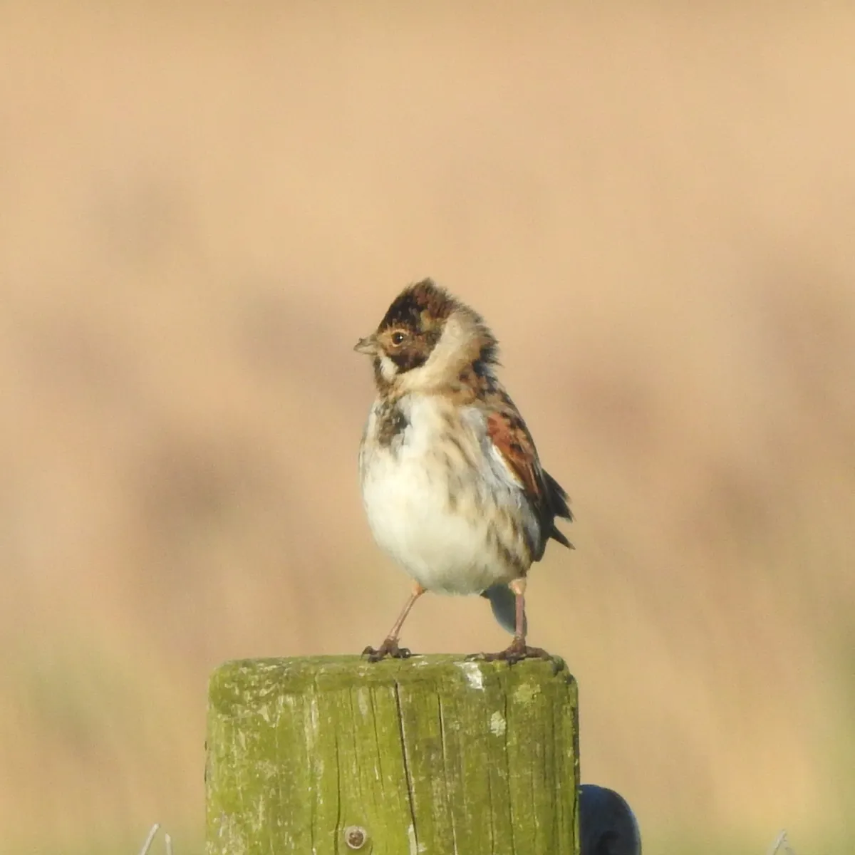 Spotted Reed Bunting