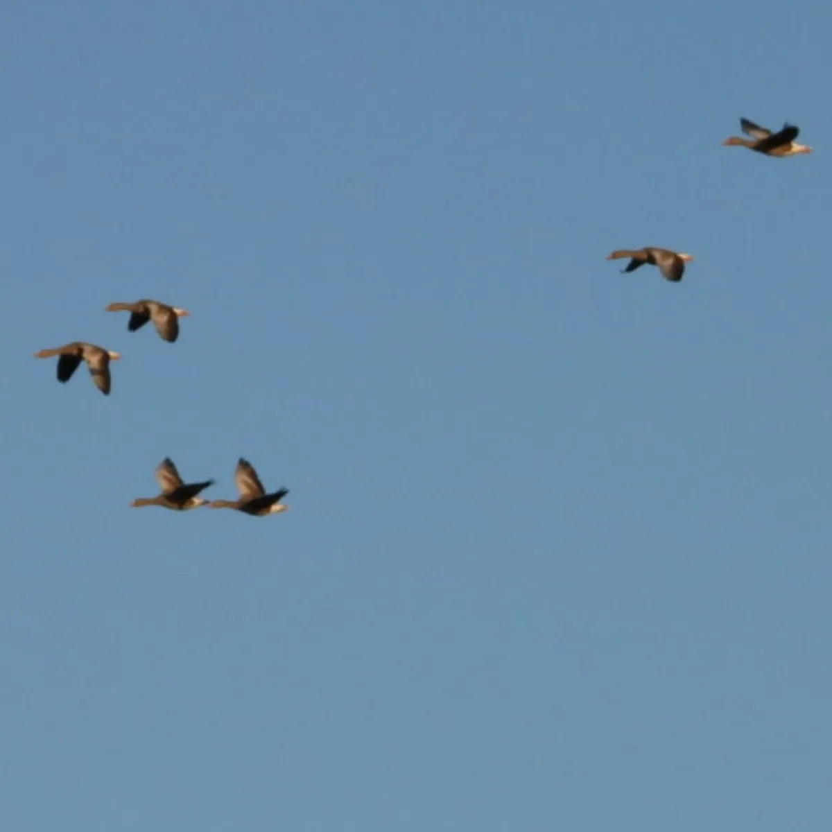 Spotted Graylag Goose