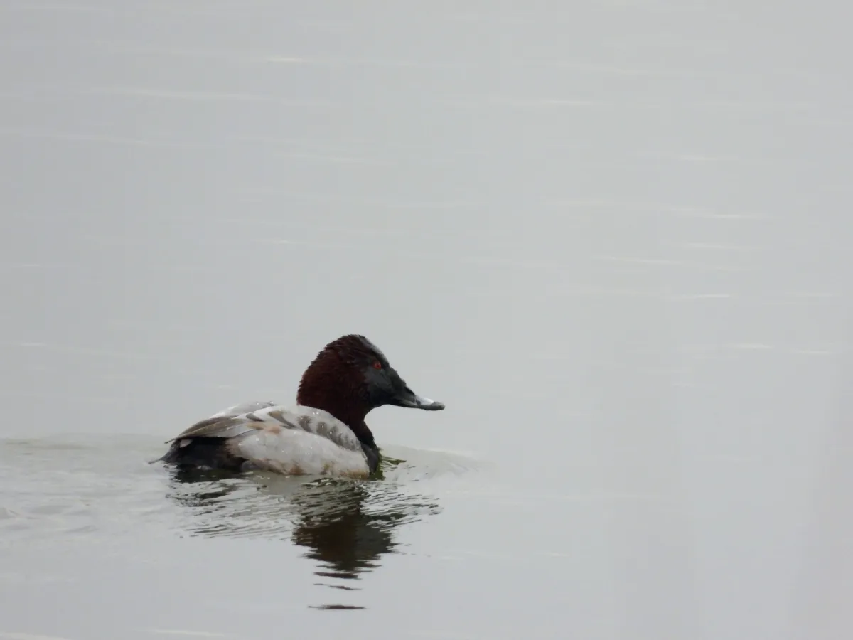 Spotted Common Pochard