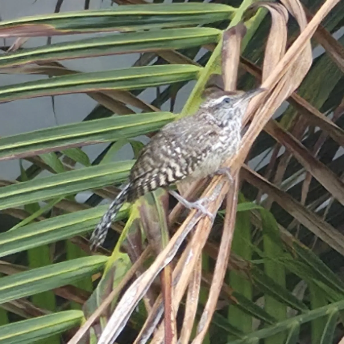 Spotted Cactus Wren