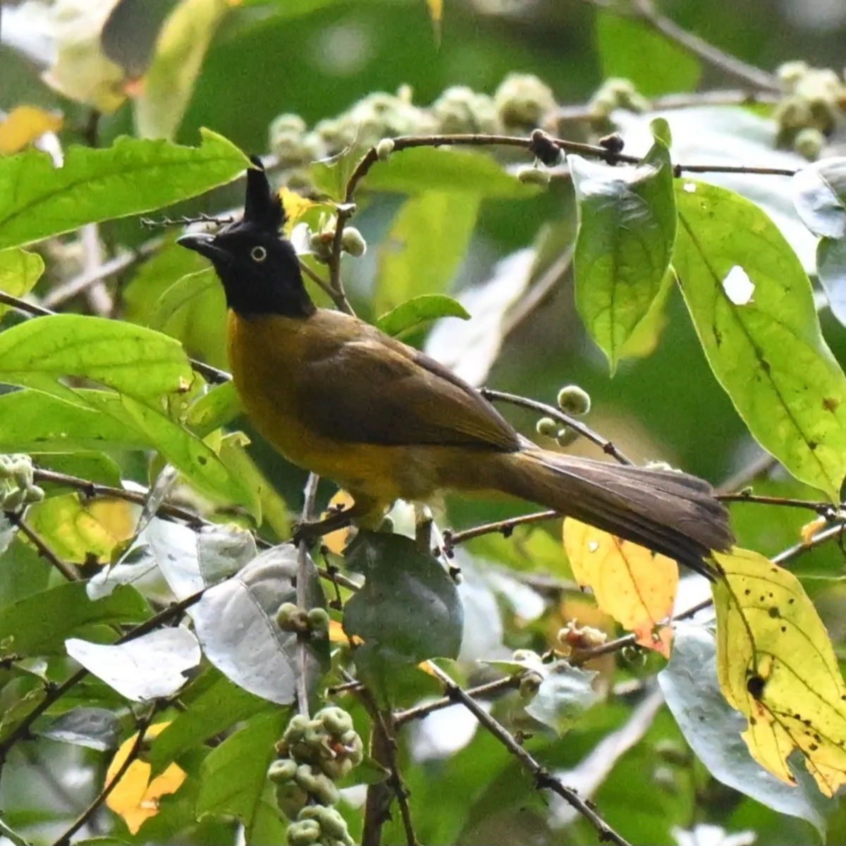 Gespotte Zwartkuifbuulbuul