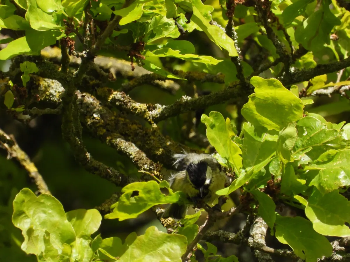 Spotted Great Tit