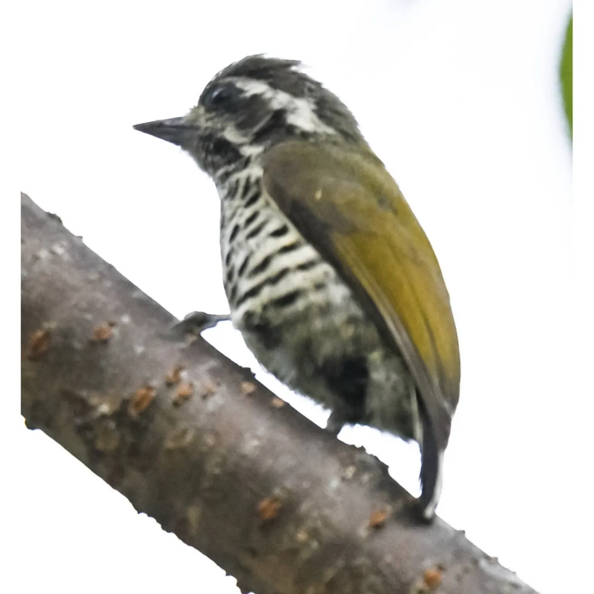 Gespotte Aziatische dwergspecht