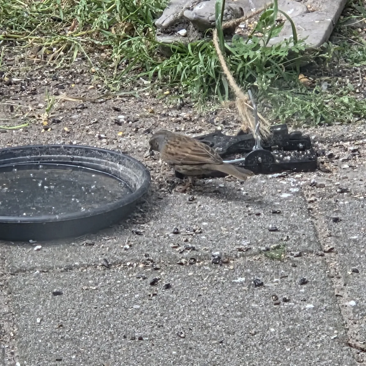 Waargenomen Heggenmus