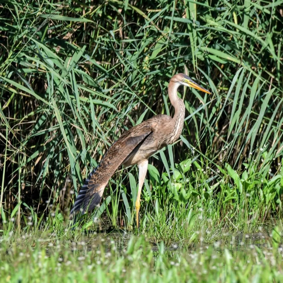Spotted Purple Heron